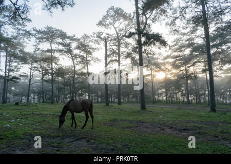 Forêt de pins verts frais et la lune sur fond de ciel bleu au matin Banque D'Images