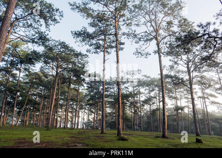 Forêt de pins verts frais et la lune sur fond de ciel bleu au matin Banque D'Images