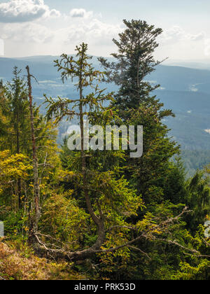 Vue de Hennenkobel Zwiesel-Rabenstein, sommet de montagne, forêt de Bavière, Allemagne Bavière Banque D'Images