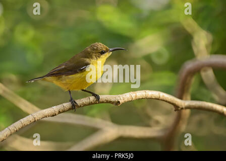 Souimanga à dos olive - Chalcomitra jugularis, petit jaune et noir sunbird de jardins et de bois d'Asie du Sud-Est. Banque D'Images