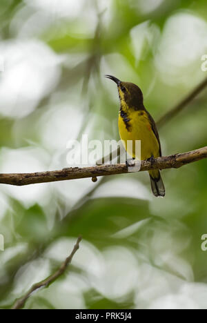 Souimanga à dos olive - Chalcomitra jugularis, petit jaune et noir sunbird de jardins et de bois d'Asie du Sud-Est. Banque D'Images