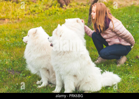 Girl promenades avec chiens Samoyède blanc in autumn park Banque D'Images