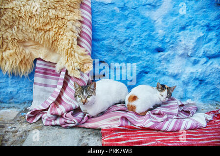 Beaux chats errants dormir et marcher dans les rues du Maroc. Belles rues de conte de fées du Maroc et les chats qui vivent sur eux. Seuls les chats sans-abri Banque D'Images