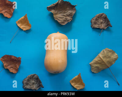 Potiron Butternut avec feuilles sur fond bleu Banque D'Images