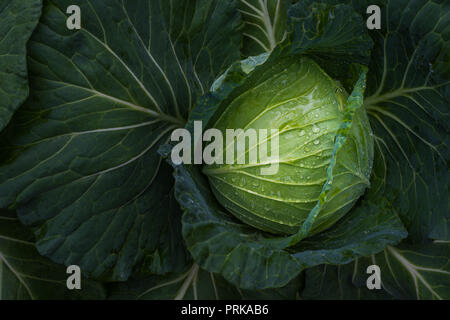 Les jeunes avec de l'eau fraîche de chou des gouttelettes sur la feuille Banque D'Images