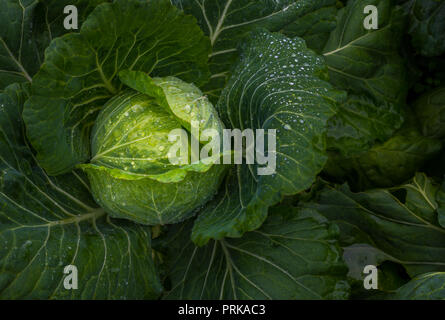 Les jeunes avec de l'eau fraîche de chou des gouttelettes sur la feuille Banque D'Images