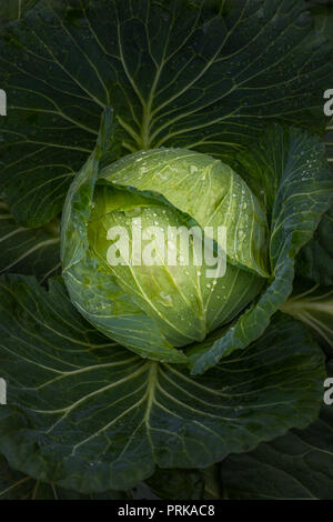 Les jeunes avec de l'eau fraîche de chou des gouttelettes sur la feuille Banque D'Images