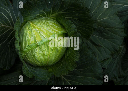 Les jeunes avec de l'eau fraîche de chou des gouttelettes sur la feuille Banque D'Images