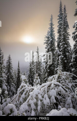 Arbres couverts de neige près du lac Moraine, dans le parc national Banff, Alberta, Canada. Banque D'Images