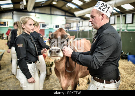 Les manutentionnaires se disputent leur vache dans les hangars du Dairy Show, Bath & West Showground, Shepton Mallet, l'un des plus grands spectacles laitiers du Royaume-Uni avec quelques 3,000 entrées de bétail. Banque D'Images
