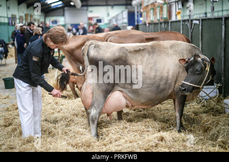 Une vache regarde sa queue alors qu'elle est brossée par son maître dans les hangars du Dairy Show, du Bath & West Showground, Shepton Mallet, l'un des plus grands spectacles laitiers du Royaume-Uni avec quelques 3,000 entrées de bétail. Banque D'Images