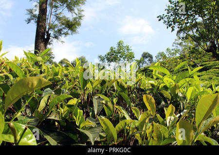 La plantation de thé vert autour de la ville de ella. Prises au Sri Lanka, août 2018. Banque D'Images