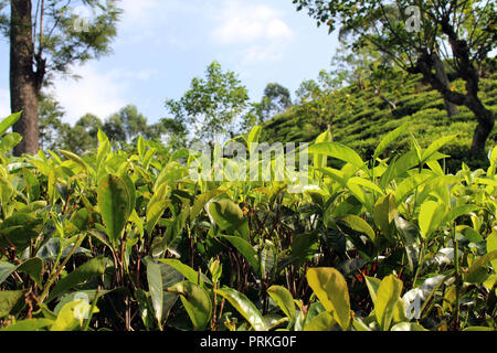 La plantation de thé vert autour de la ville de ella. Prises au Sri Lanka, août 2018. Banque D'Images