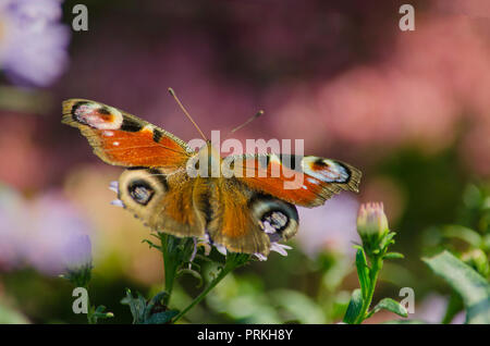 Butterfly peacock inachis io (œil) est assis sur une fleur de l'ampleur Banque D'Images