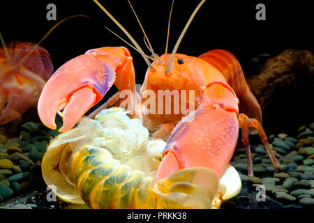 Homard crevettes écrevisses yabby Cherax destructor Thaïlande volcan belle couleur Reproduction Banque D'Images