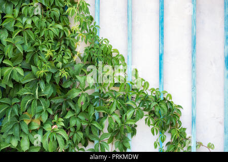 Vigne de jeune fille avec des feuilles vertes sur le fond du mur avec un treillis de bois de bleu. Banque D'Images