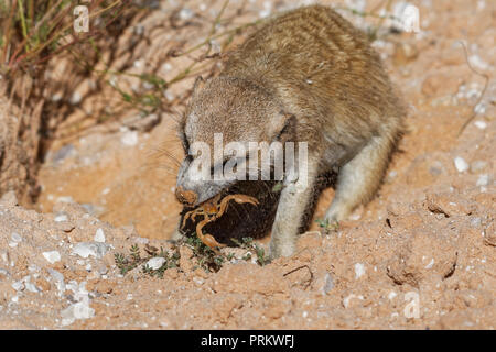 Meerkat (Suricata suricatta), animal adulte au terrier, se nourrissant d'un scorpion, Kgalagadi Transfrontier Park, Northern Cape, Afrique du Sud, l'Afrique Banque D'Images