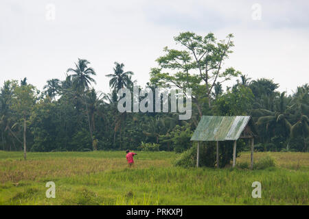 UBUD, BALI - Janvier 2018 : Paysage avec de nombreuses rizières près de la ville de Ubud, Bali, Indonésie Banque D'Images