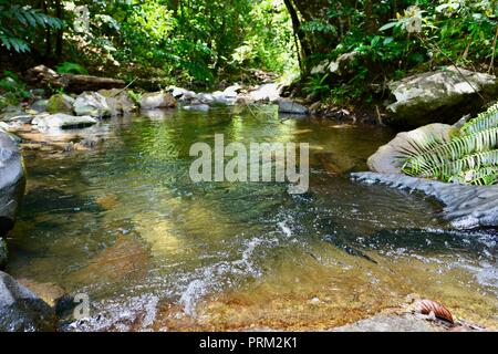 Gorrell track, montagnes brumeuses, Queensland, Australie Banque D'Images