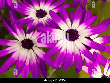Senetti fleurs Trio Banque D'Images