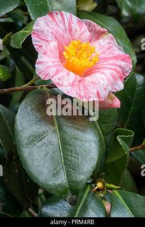 Camellia japonica cv tricolore, Theaceae, seul ou semi-duble blossom, fleurs blanches avec des taches rouges. evergreen, shurb Banque D'Images