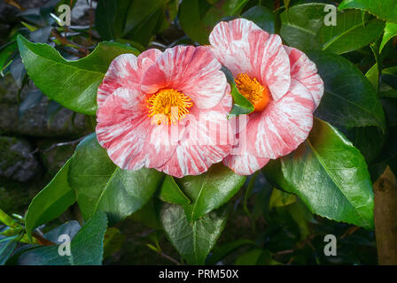 Camellia japonica cv tricolore, Theaceae, seul ou semi-duble blossom, fleurs blanches avec des taches rouges. evergreen, shurb Banque D'Images