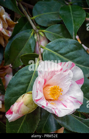 Camellia japonica cv Tricolor de Siebold, Theaceae, evergreen shurb, fleur rose à l'ombre du blanc, semi-double. Banque D'Images