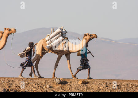 Le lac Assal (lac Salé) Dijbuti - Train de Chameaux Banque D'Images