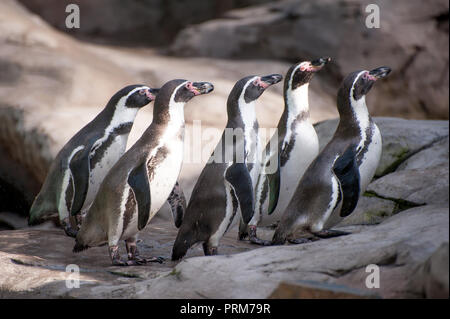 Groupe africain mignon pingouins aussi connu comme le putois ou jackass penguin Banque D'Images