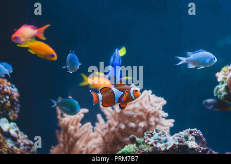 Colourfull Aquarium poissons différents dans l'eau d'un bleu profond Banque D'Images