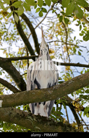Héron cendré (Ardea cinerea) Banque D'Images