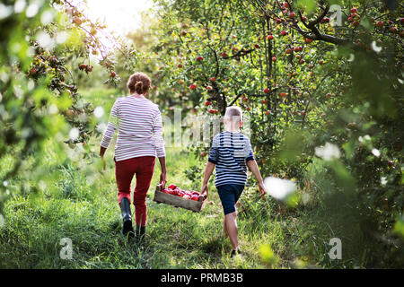 Une vue arrière de grand-mère avec son petit-fils portant un coffret en bois avec des pommes dans un verger. Banque D'Images