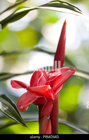 L'élaboration d'une fleur de gingembre torche à Maui, Hawaii. Banque D'Images