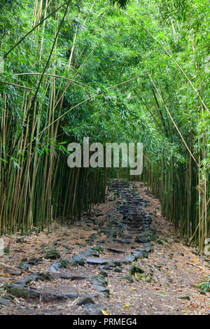 Chemin à travers une forêt de bambou sur l'Pipiwai Trail de Waimoku Falls à Maui, Hawaii. Banque D'Images