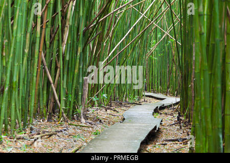 Chemin à travers une forêt de bambou sur l'Pipiwai Trail de Waimoku Falls à Maui, Hawaii. Banque D'Images