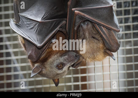 A secouru deux renards volants rouge nommé Angelita et Frizwell ont un câlin à Batreach, un centre de sauvetage de la faune à Kuranda, Queensland. Banque D'Images