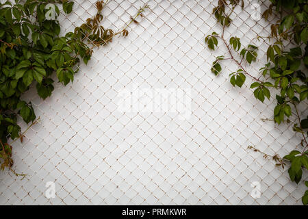 Close-up mur blanc couvert de feuilles vertes et grille mellaic grales. Cage metal Texture sur net isoler on white background with clipping path Banque D'Images