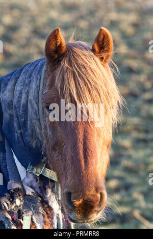 Cheval en hiver le port d'un châle Banque D'Images