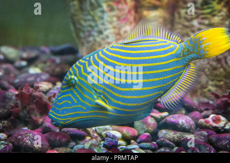 Poissons tropicaux à rayures lumineuses flottant dans la mer chaude entre les pierres Banque D'Images