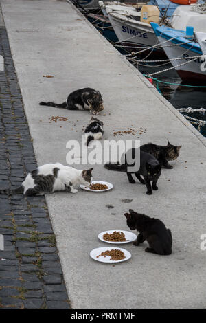 Les chats errants sont chargées à bord de l'eau à Canakkale, Mamara, Turquie Banque D'Images