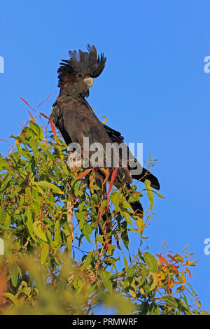 Red-tailed Black-Cockatoo en Far North Queensland Australie Banque D'Images