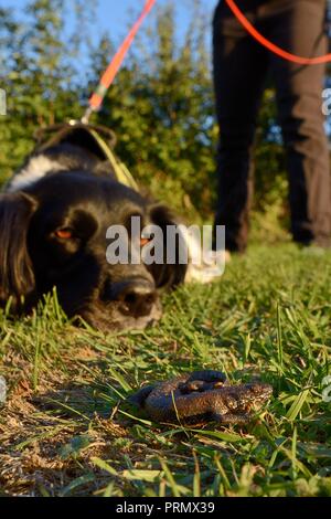 Chien Renifleur Freya assis et regardant un grand triton crêté (Triturus cristatus) elle a trouvé sur une pelouse lors d'un exercice d'entraînement, Somerset, UK Banque D'Images