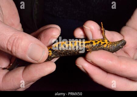 Great crested newt (Triturus cristatus) femmes trouvés au cours d'une enquête à une rosée nocturne étang rénové par le Projet des mares de Mendip, Somerset, Royaume-Uni. Banque D'Images