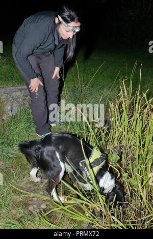 Nikki Glover de Wessex Water regardant chien renifleur Freya comme elle chasse pour tyran tritons (Triturus cristatus) autour d'un étang la nuit, Somerset, UK Banque D'Images