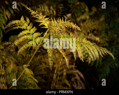 À la fin de l'été début de l'automne la fougère (Pteridium aquilinum) commence à tourner d'abord une belle couleur dorée, puis puis au brun. Banque D'Images