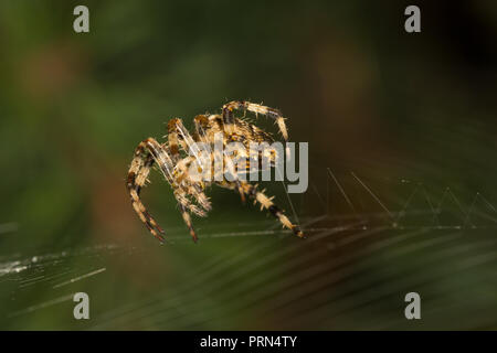 Kidderminster, UK. 3 octobre, 2018. Météo France : avec les températures plus chaudes aujourd'hui, UK garden les araignées sont en force, habilement mise à jour et l'amélioration de leurs créations web pour piéger l'augmentation de la population d'insectes. Insectes volants prospèrent dans des conditions plus chaudes et nos astucieux Arachnides sont bien conscients de ce fait - en train de tourner pour profiter de ce matin a augmenté l'activité des insectes. Credit : Lee Hudson/Alamy Live News Banque D'Images