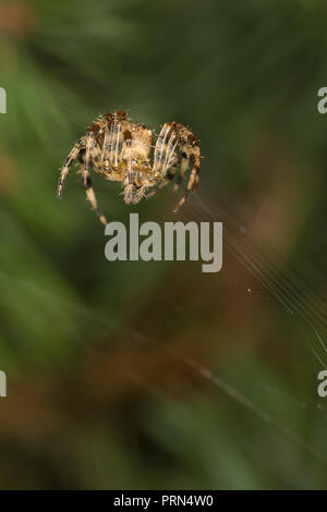 Kidderminster, UK. 3 octobre, 2018. Météo France : avec les températures plus chaudes aujourd'hui, UK garden les araignées sont en force, habilement mise à jour et l'amélioration de leurs créations web pour piéger l'augmentation de la population d'insectes. Insectes volants prospèrent dans des conditions plus chaudes et nos astucieux Arachnides sont bien conscients de ce fait - en train de tourner pour profiter de ce matin a augmenté l'activité des insectes. Credit : Lee Hudson/Alamy Live News Banque D'Images