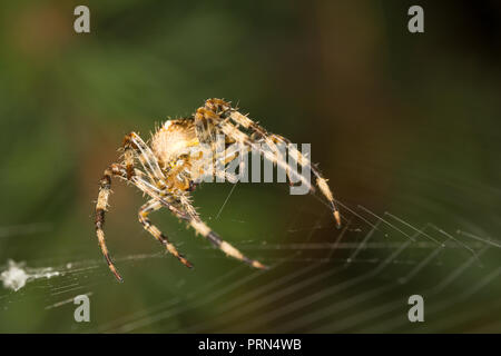 Kidderminster, UK. 3 octobre, 2018. Météo France : avec les températures plus chaudes aujourd'hui, UK garden les araignées sont en force, habilement mise à jour et l'amélioration de leurs créations web pour piéger l'augmentation de la population d'insectes. Insectes volants prospèrent dans des conditions plus chaudes et nos astucieux Arachnides sont bien conscients de ce fait - en train de tourner pour profiter de ce matin a augmenté l'activité des insectes. Credit : Lee Hudson/Alamy Live News Banque D'Images