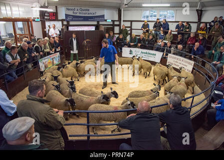 , Cumbria (Royaume-Uni). 3ème Oct 2018. La récolte des fells. La vente Omgeving de plus de 18 000 agneaux Mule, qui sera utilisé pour l'élevage de bétail, à Lazonby Marché, Cumbria. Crédit : John Eveson/Alamy Live News Banque D'Images