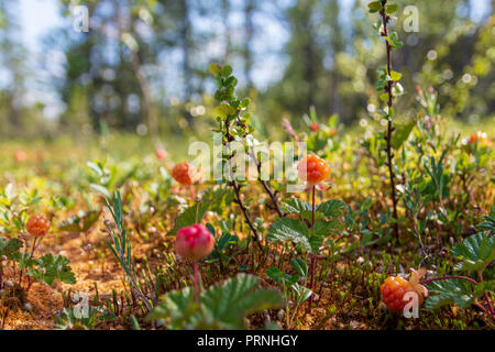 Libre de chicoutai (Rubus chamaemorus) sur un bourbier avec forêt en arrière-plan, photo du nord de la Suède. Banque D'Images